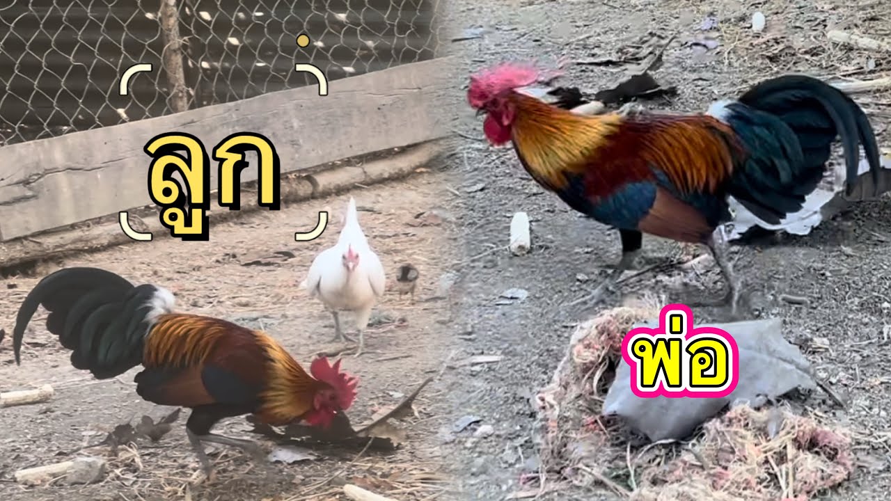 สายตีปีกดังๆสองพ่อลูก