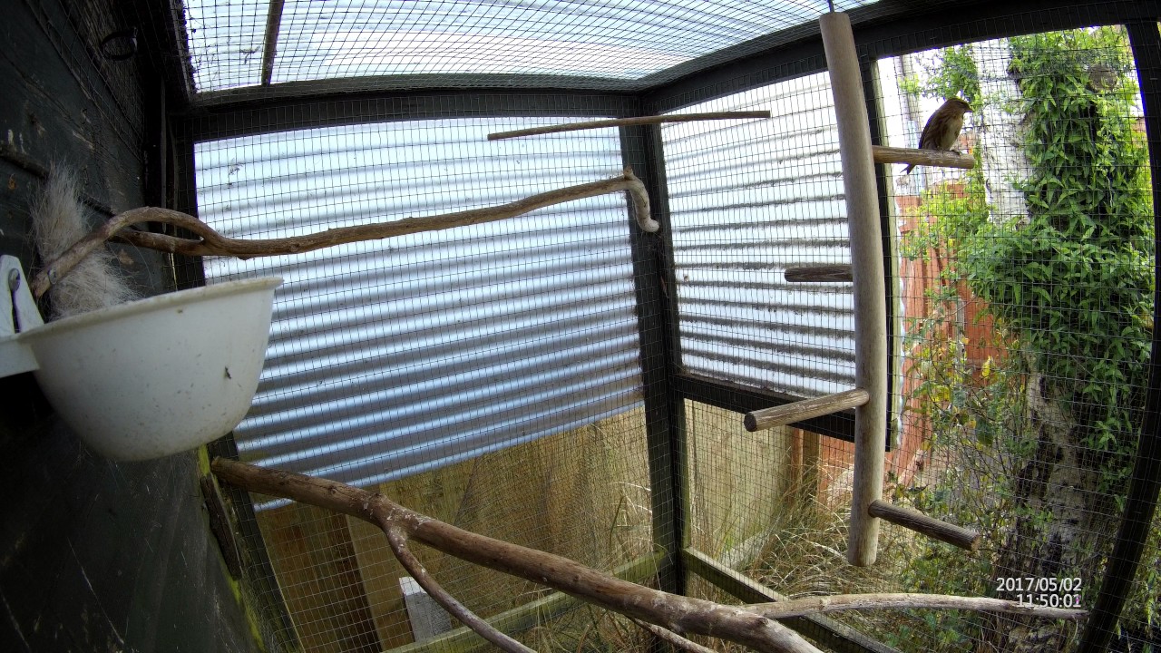 Redpolls pair in the Aviary