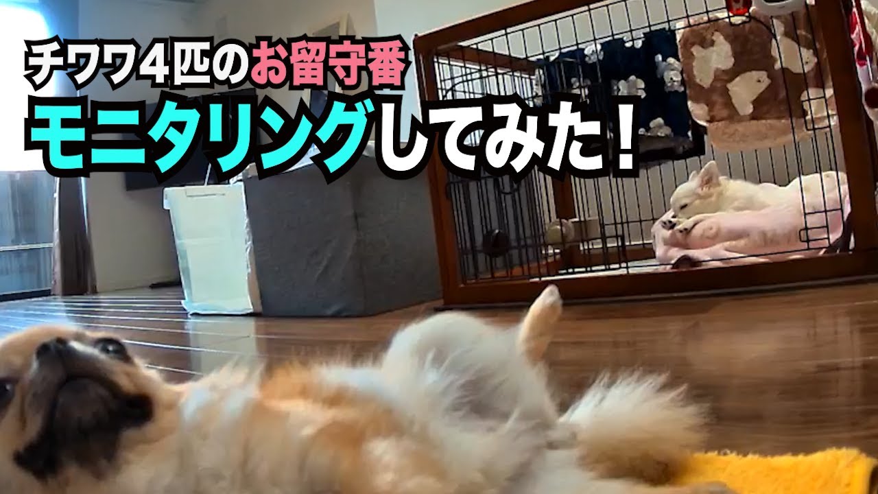 【チワワ４匹のお留守番モニタリングしてみた】