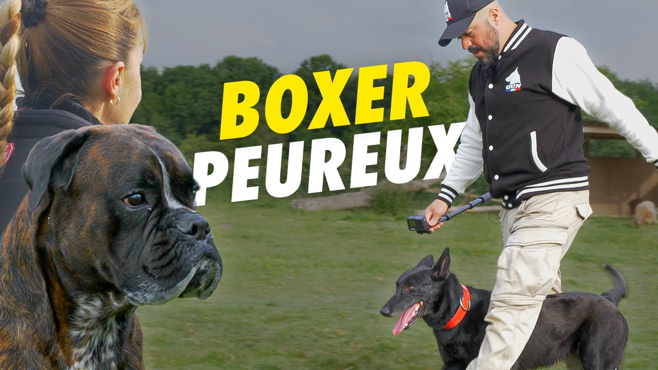 Boxer Peureux ou Agressif ? Ce n'est pas ce que vous croyez...