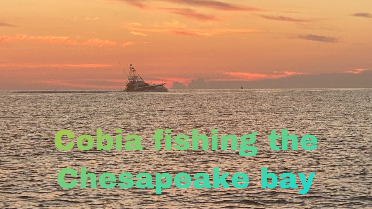 Cobia Fishing The Chesapeake Bay