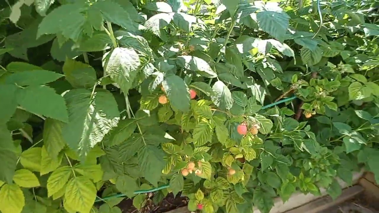 My garden 2024 part 3