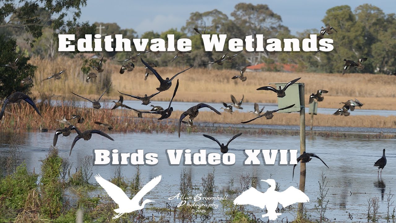 Edithvale Wetlands - Birds Video XVII #birds #australiannativebirds #birdsofaustralia #birdlist
