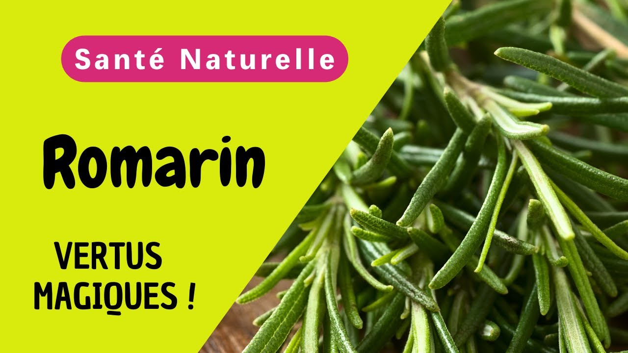 ROMARIN: Bienfaits Incroyables pour la Sant&eacute; et les Modes d'Utilisation Multiples