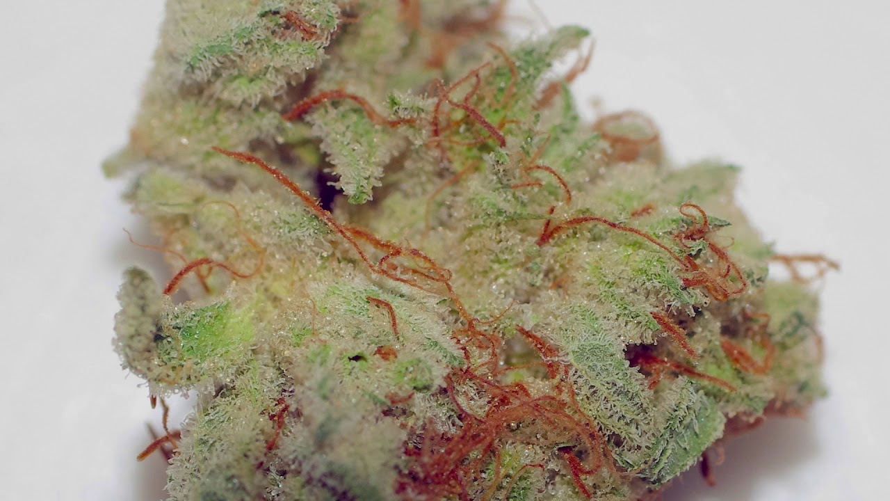 Revolution Gorilla Punch Review
