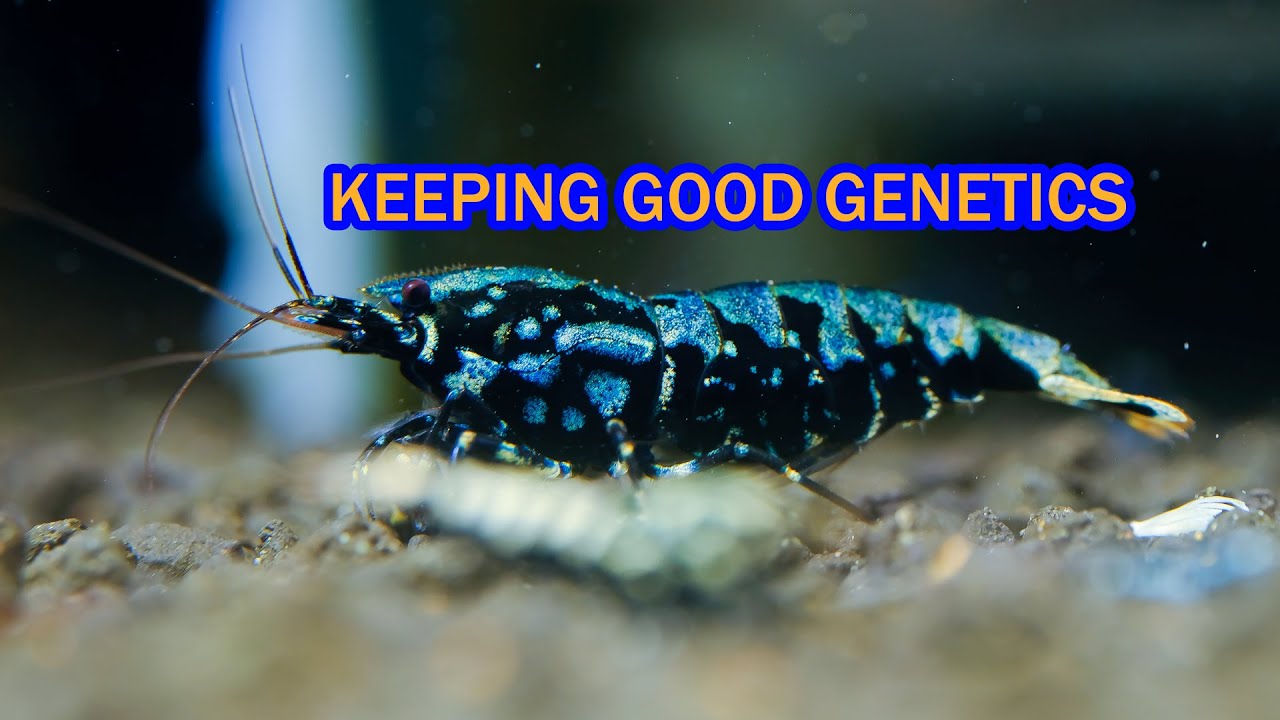 Keeping good shrimp - mix genetics boa tank