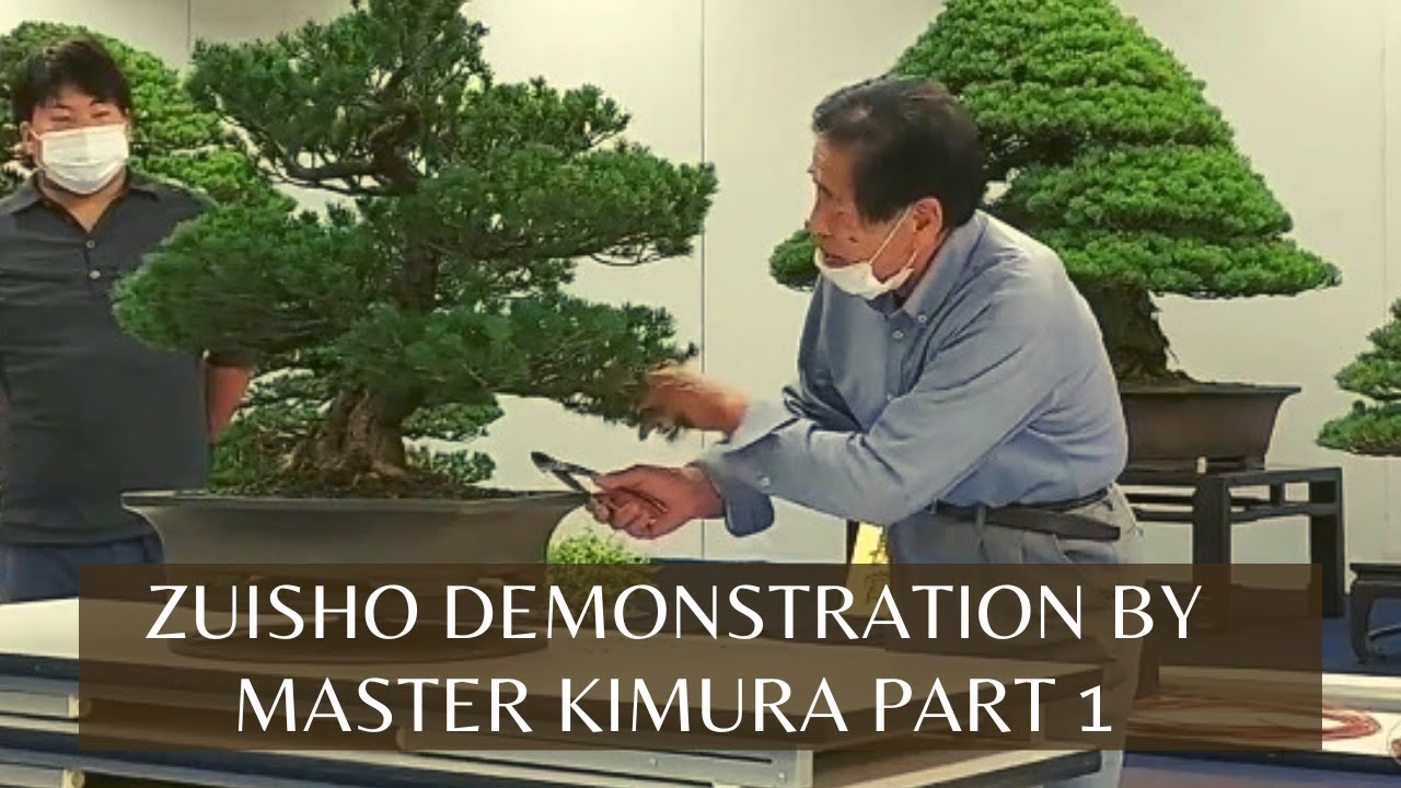 Zuisho Bonsai Demonstration by Master Kimura Part 1 木村先生による瑞祥講習会