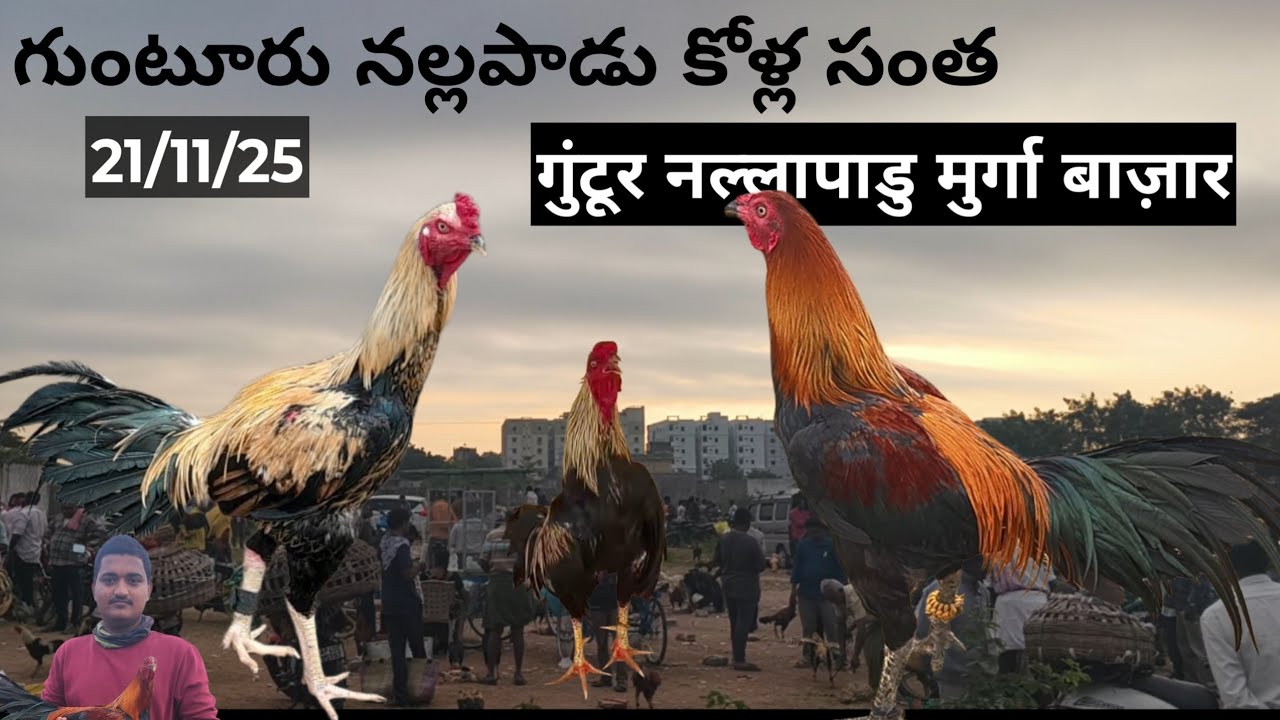 nallapadu kolla santha nallapadu kollamarket nallapadu kodipunjulamarket nallapadu kodipunjulasantha