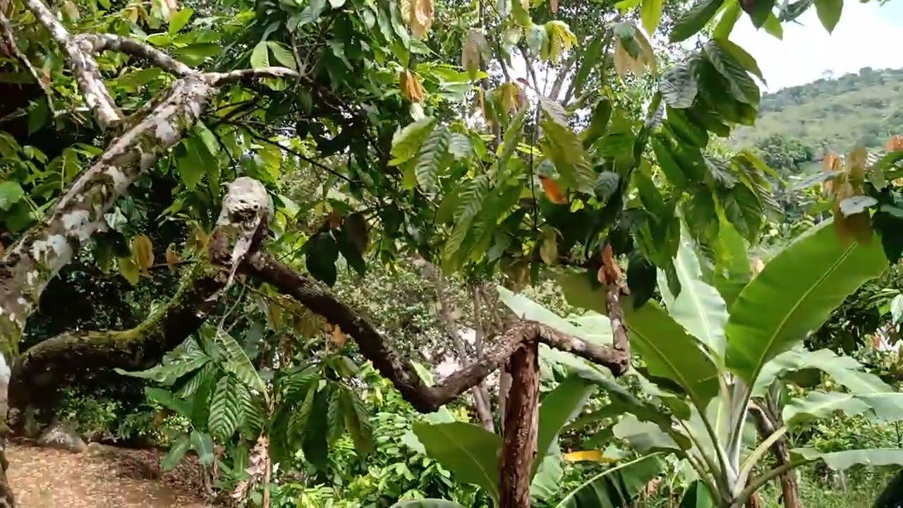 A nascente vem de baixo da pedra grande!!