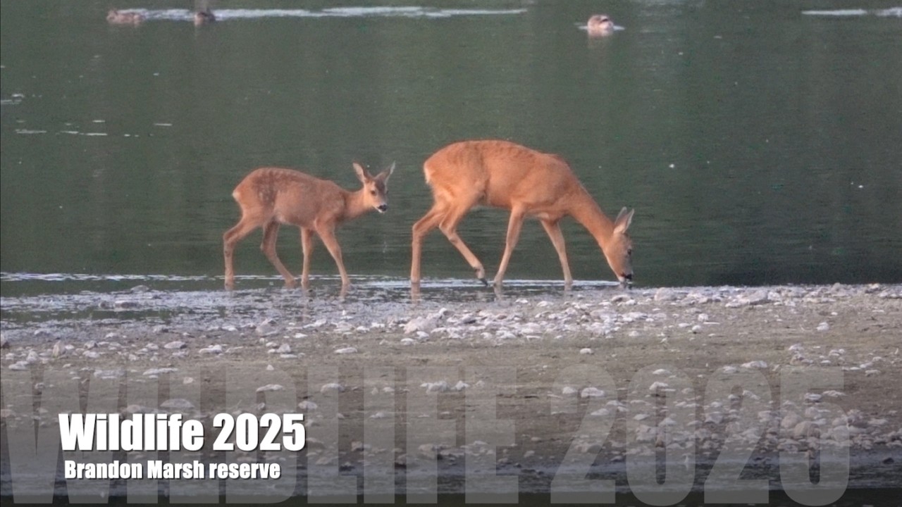 Wildlife 2025