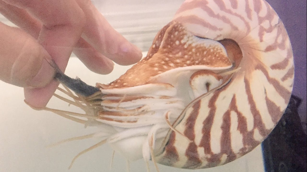 オウムガイに魚の切り身を近づけたら…！