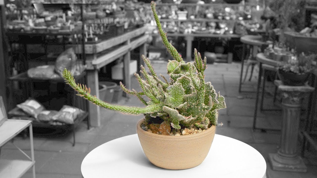Austrocylindropuntia subulata cristata &ldquo;Eve&rsquo;s Needle Cactus&rdquo;