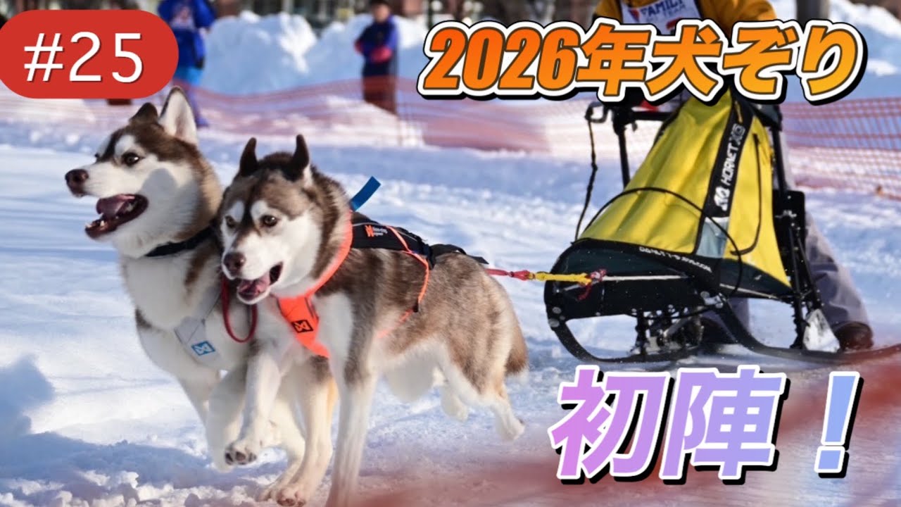#25  犬ぞり旭川大会2026！今シーズンも全力で頑張ります💪