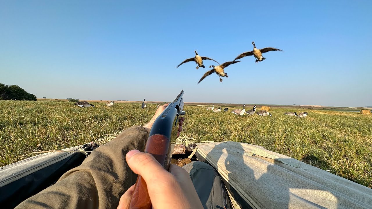 20 Gauge Early Season Goose Hunt!