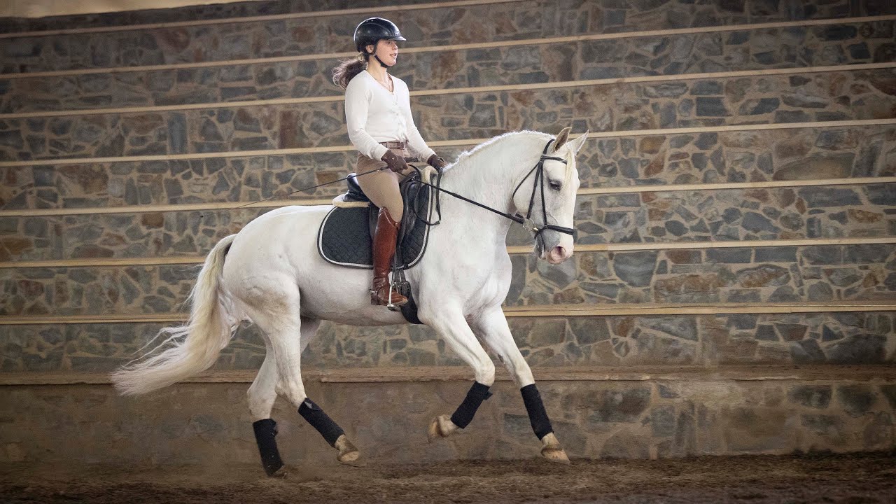 Horse for Sale |  Piro Free Lusitano Mare - ideal for amateur riders (REF#384)
