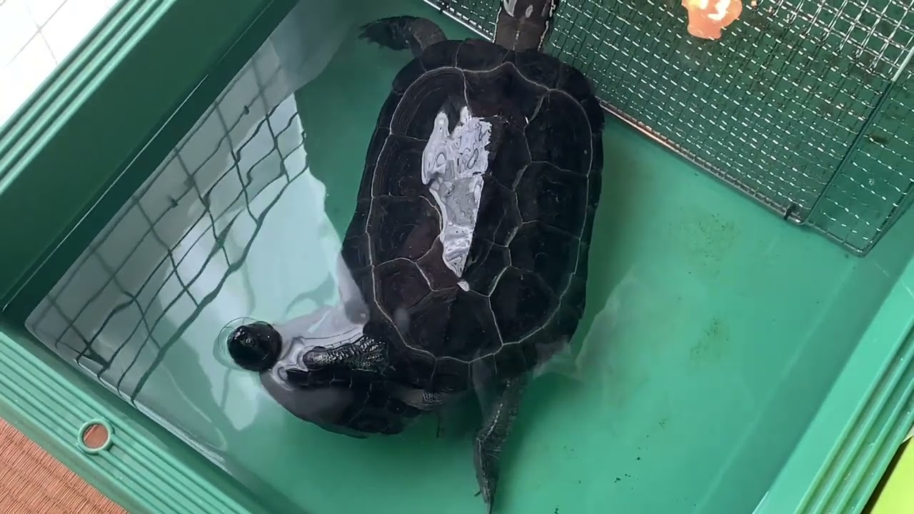 カメさん交尾中