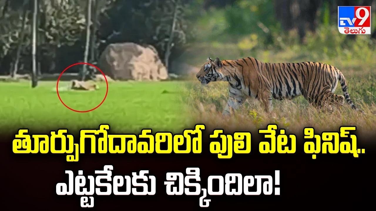 తూర్పుగోదావరిలో పులి వేట ఫినిష్.. ఎట్టకేలకు చిక్కిందిలా! | Tiger Tension Ends in East Godavari! -TV9