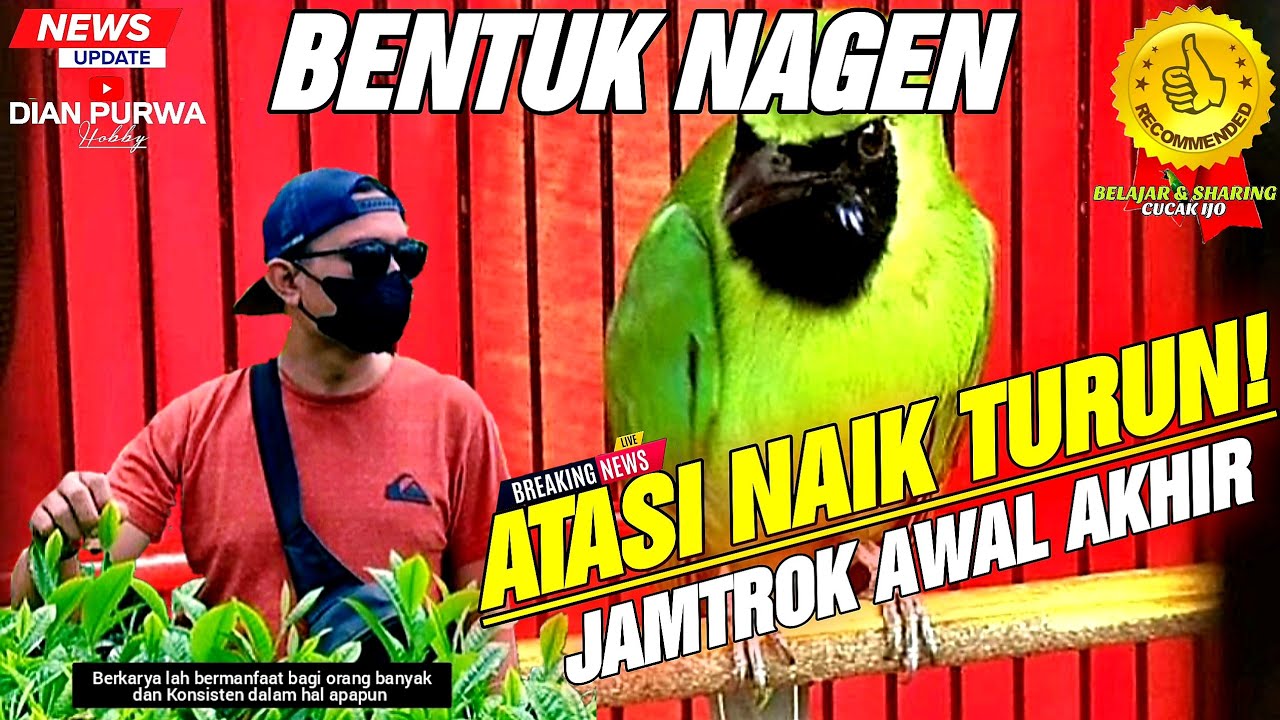 BUKTI NAGEN❗BIKIN CUCAK IJO JAMTROK NAGEN SATU TITIK DAN ATASI KENDALA NAIK TURUN || KICAUMANIA