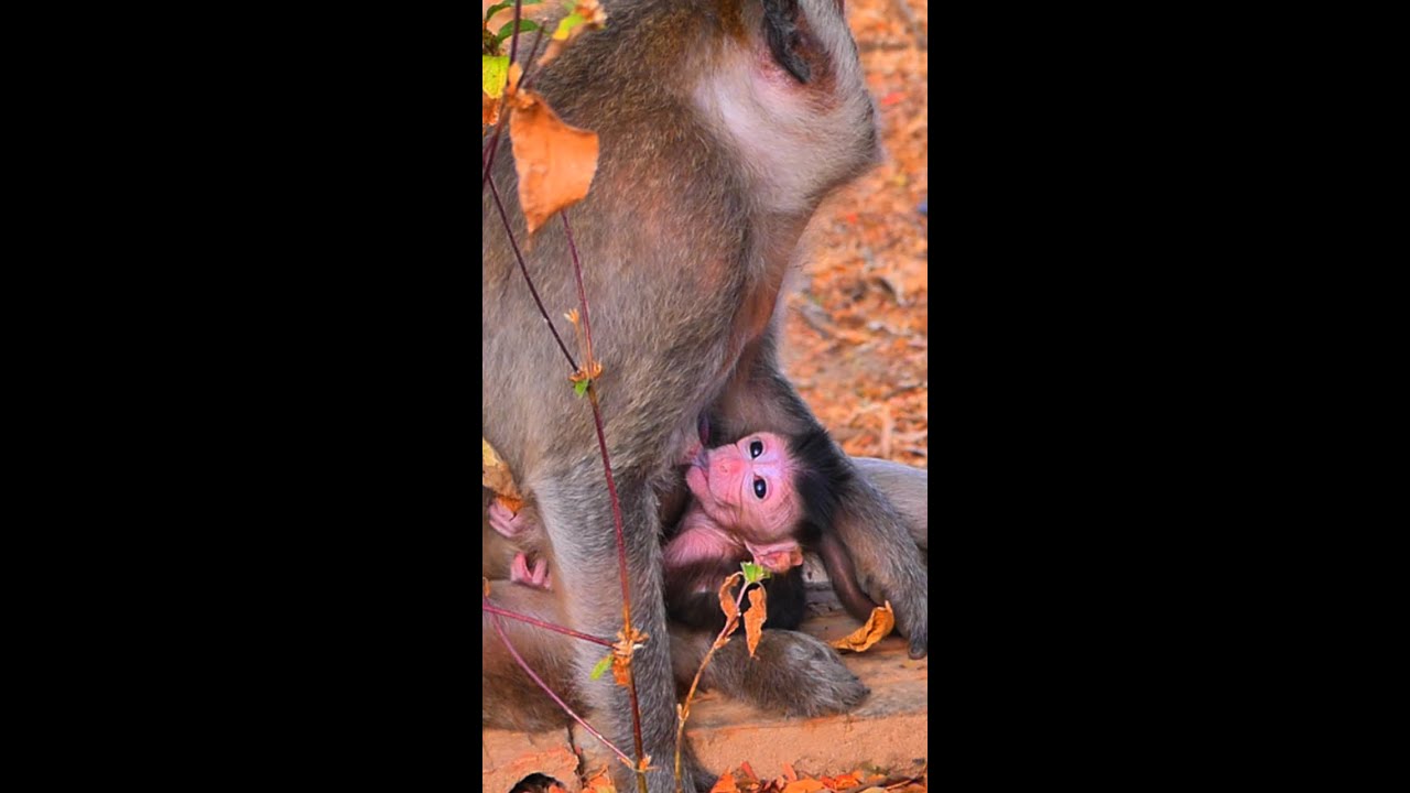 Monkey Games: Discover the Hidden World of Primate Play