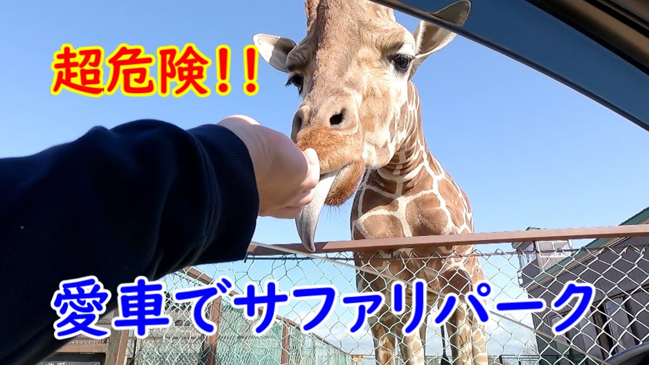 動物たちが超接近！　車内でパニック　愛車でサファリパーク入場