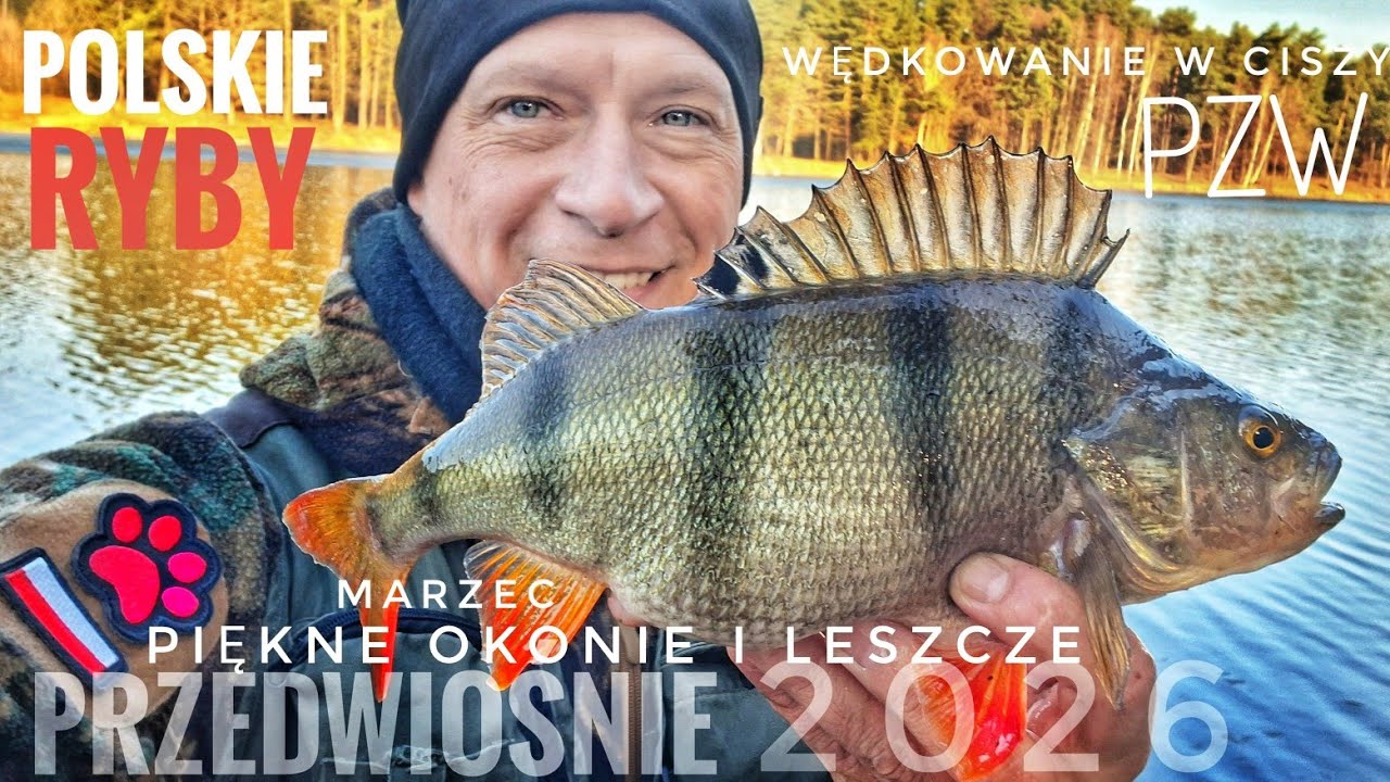 Piękne okonie na spinning 