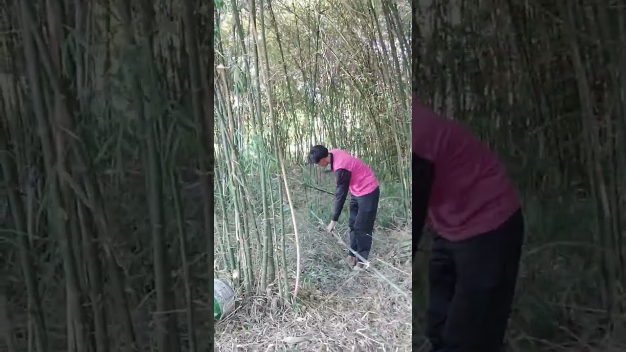 ไม้ไผ่ข้าวหลาม