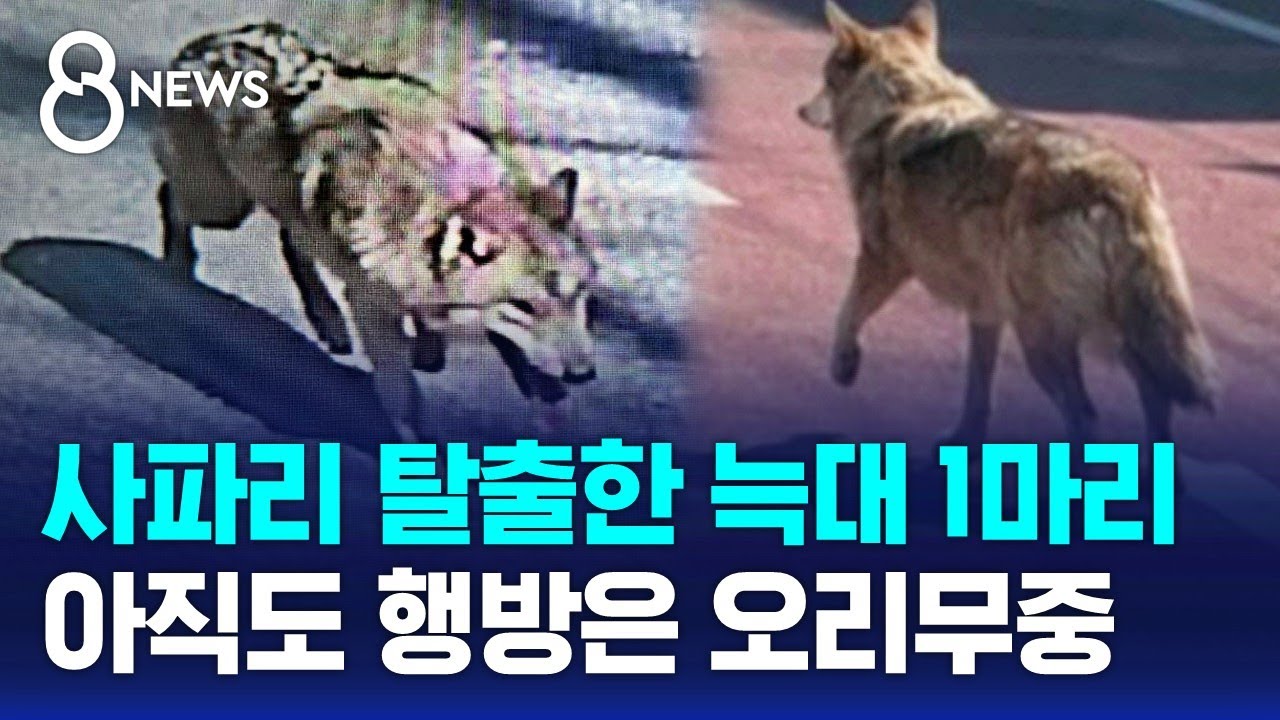 사파리 탈출한 늑대 1마리..초등학교 근처 목격, 아직도 길거리에 / SBS 8뉴스