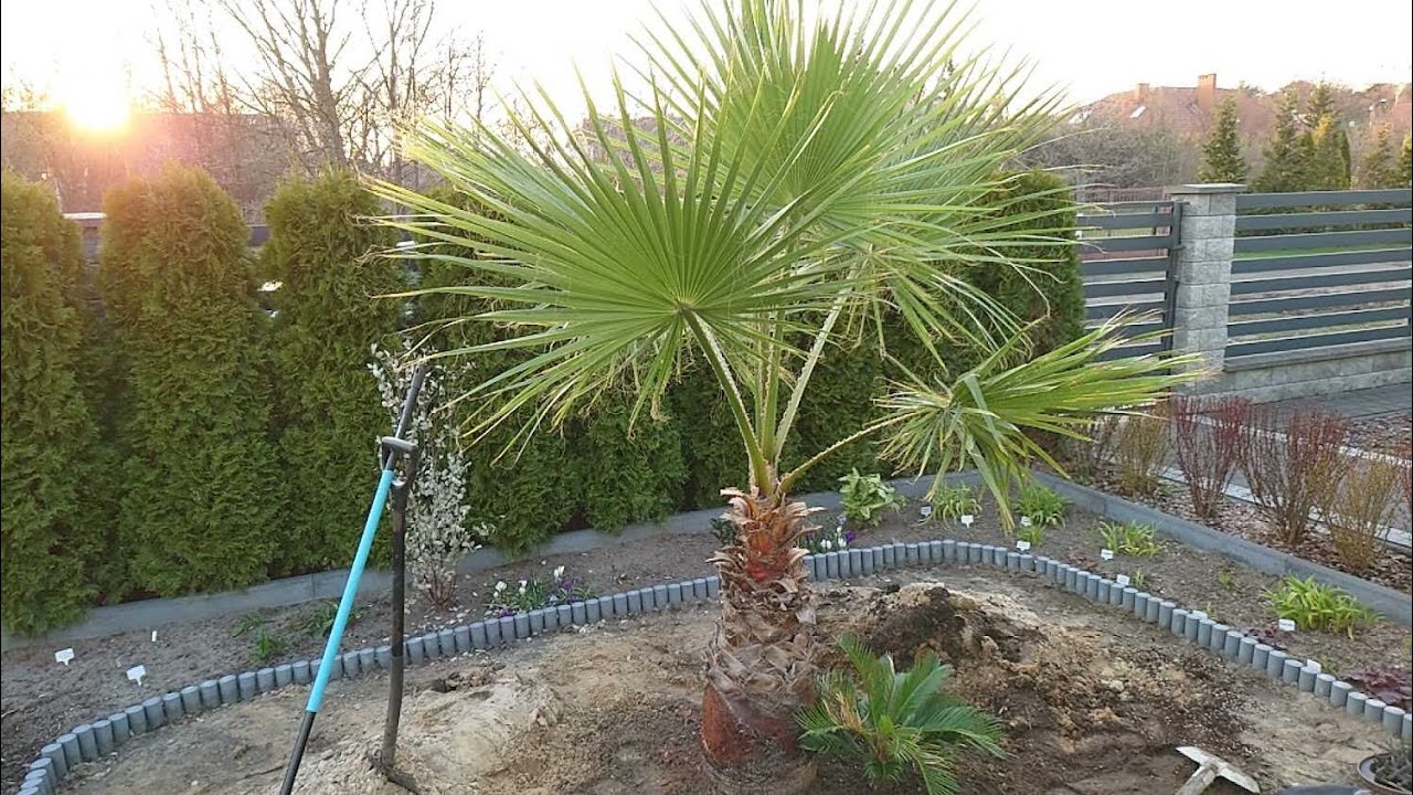 (212) Królowa ogrodu 🌴 Waszyngtonia Robusta już w gruncie🌴💚😁