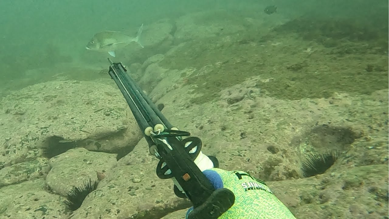Spearfishing Illawarra & South Coast NSW
