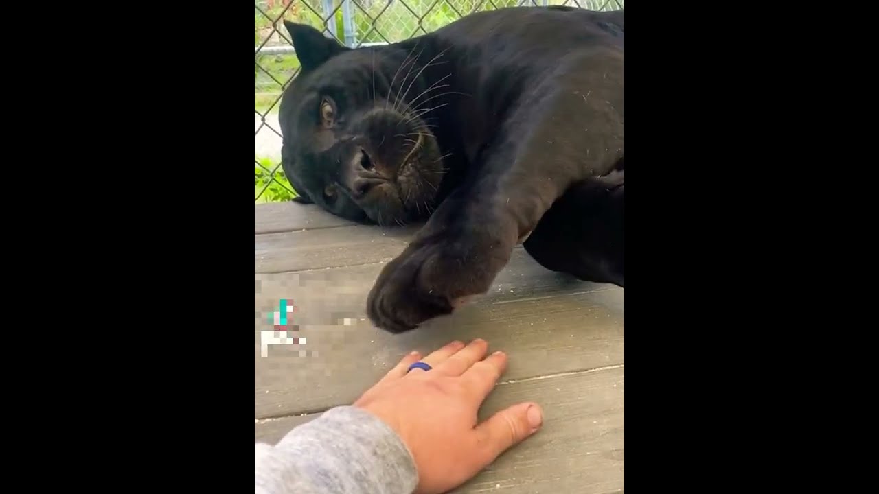 Cute Black Tiger Caught Human Hand Funny Video | 