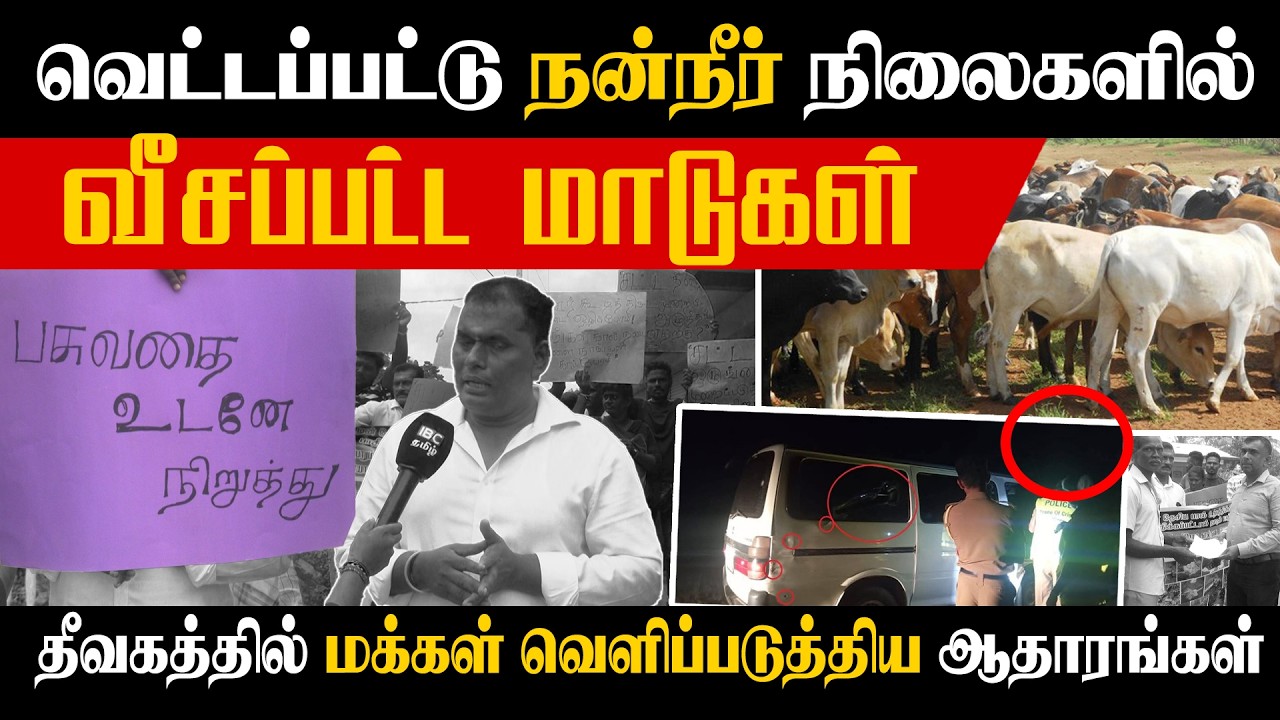 வெட்டப்பட்டு நன்நீர்  நிலைகளில் வீசப்பட்ட மாடுகள் - தீவகத்தில் மக்கள் வெளிப்படுத்திய ஆதாரங்கள்!!