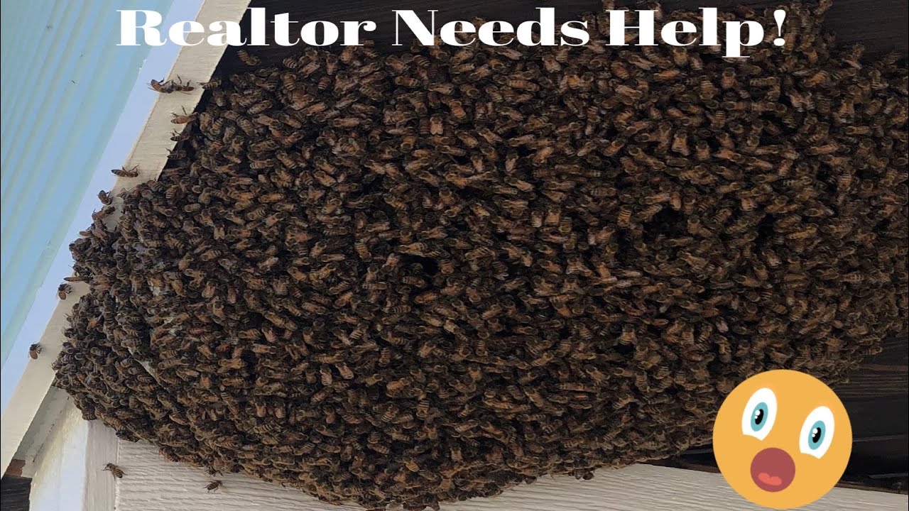 BEES above the front door!  Backyard Beekeeping Florida!