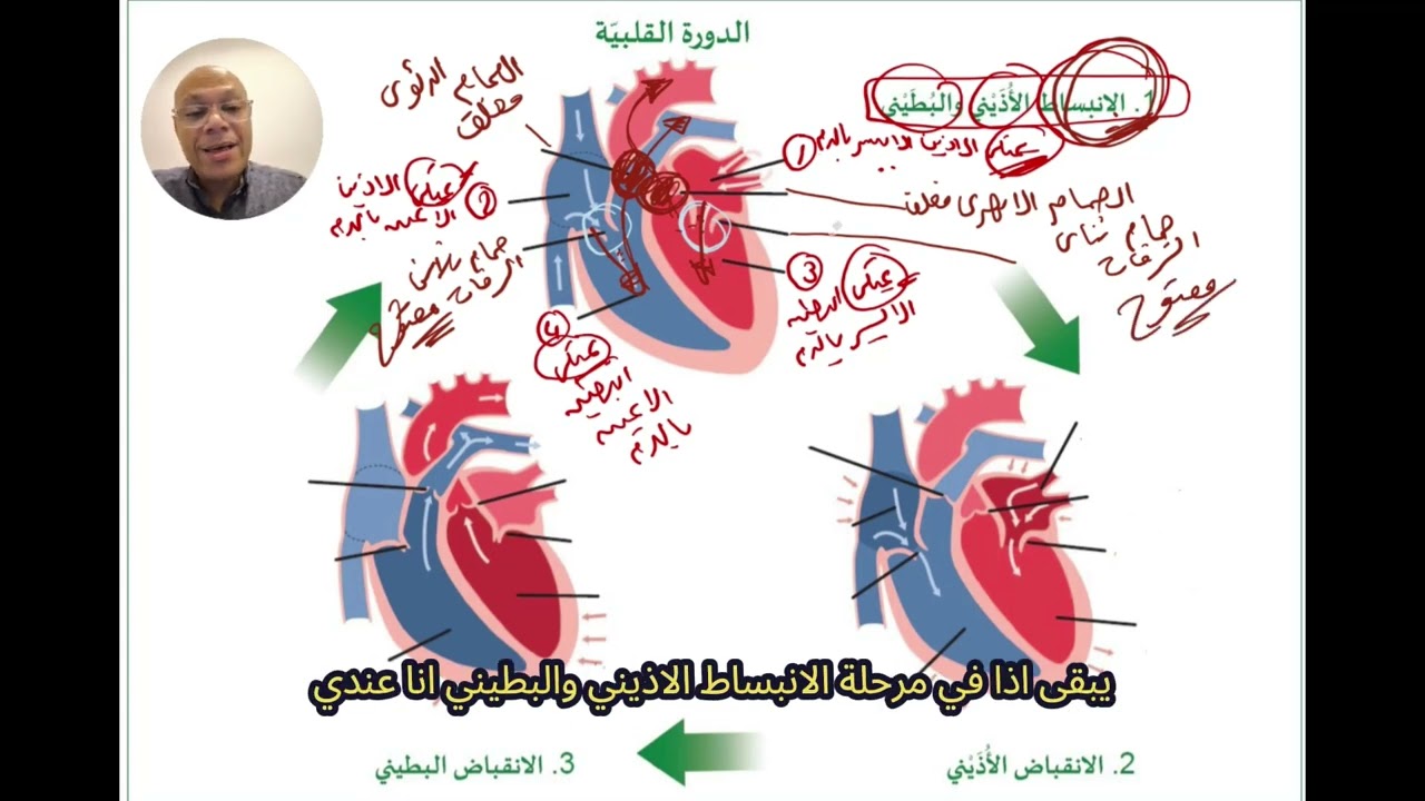 شرح مختصر عن الدورة القلبية