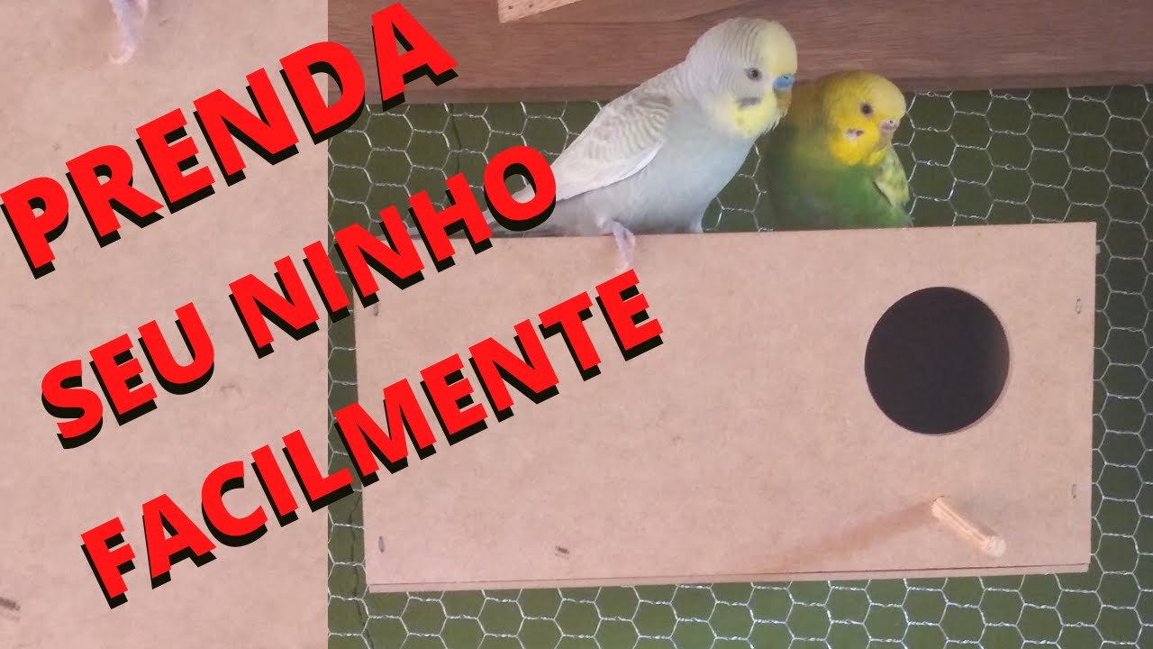 Como prender o NINHO no viveiro ou gaiola FACIL e RÁPIDO