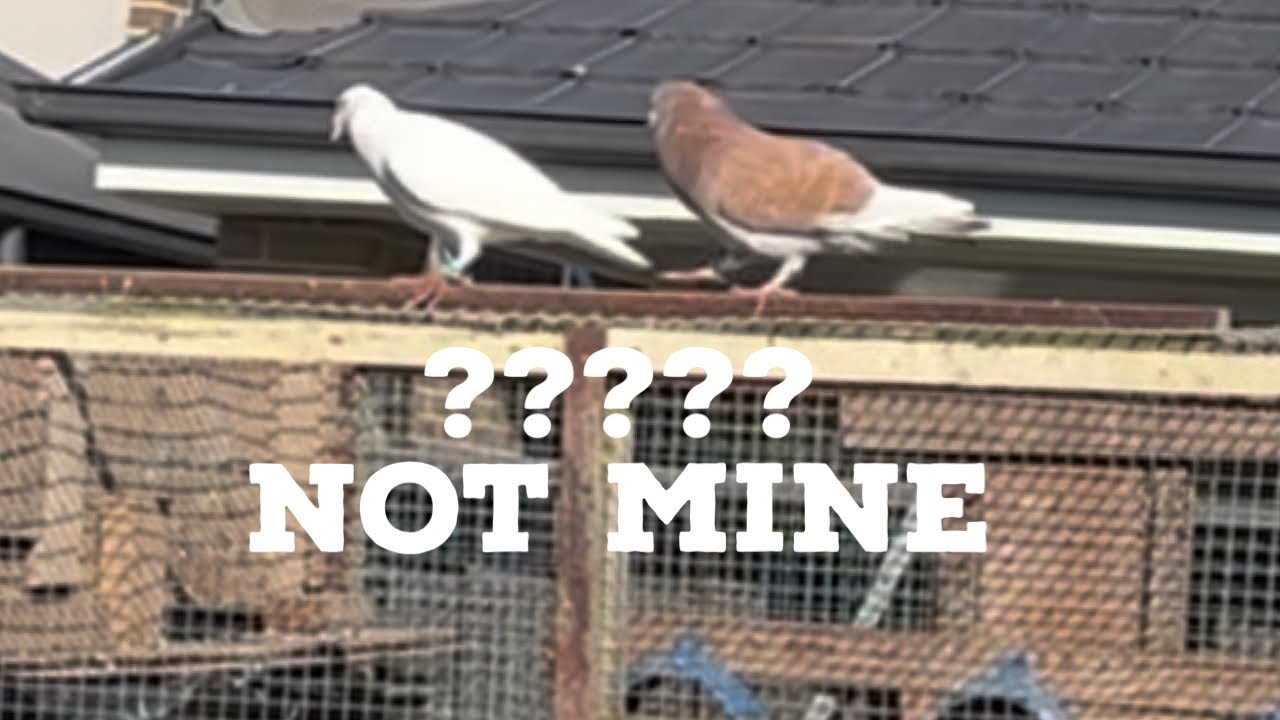 Trapped 2 new pigeons / easy traps 2 new pigeons @Raji-loft