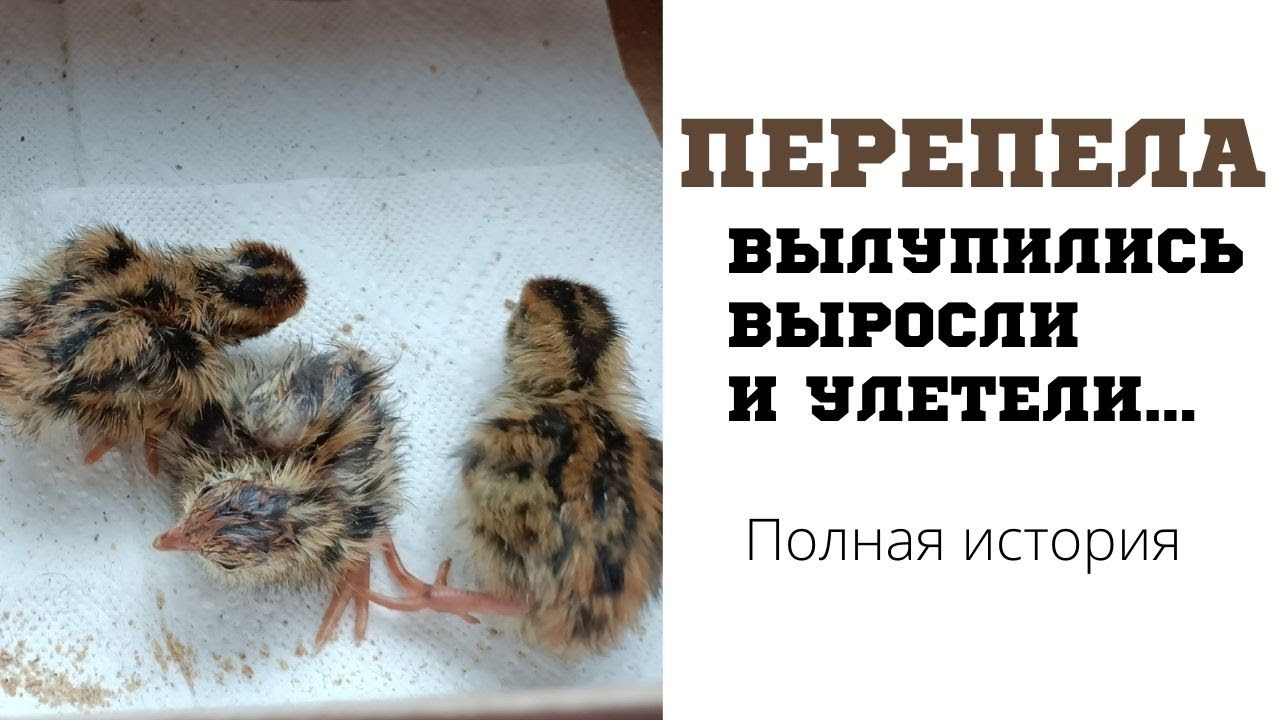 Полная история перепелят. От вылупления до взросления и полёта.