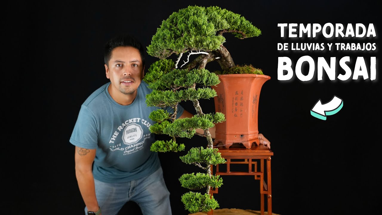 Recomendaciones en temporada de lluvias y Trabajos de Bonsai (Bonsai Refining)