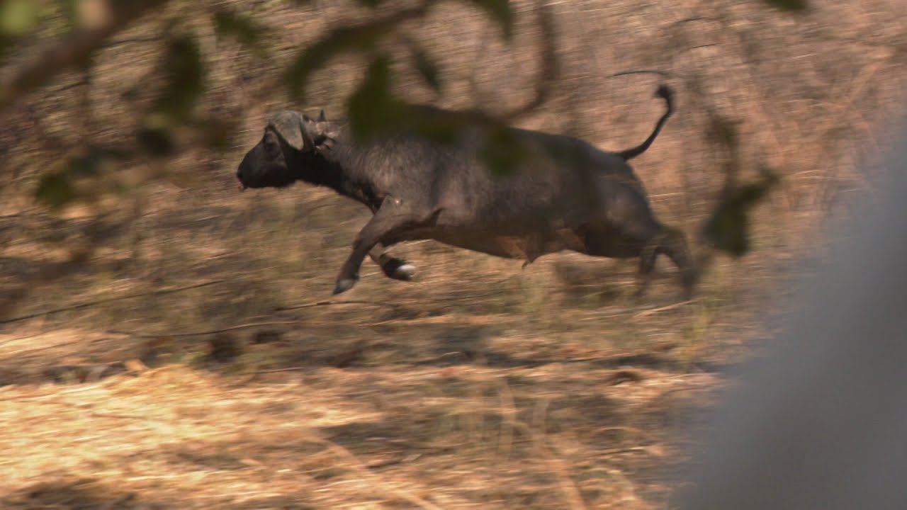 This Is Africa S5 Ep2: Buffalo is on the Menu