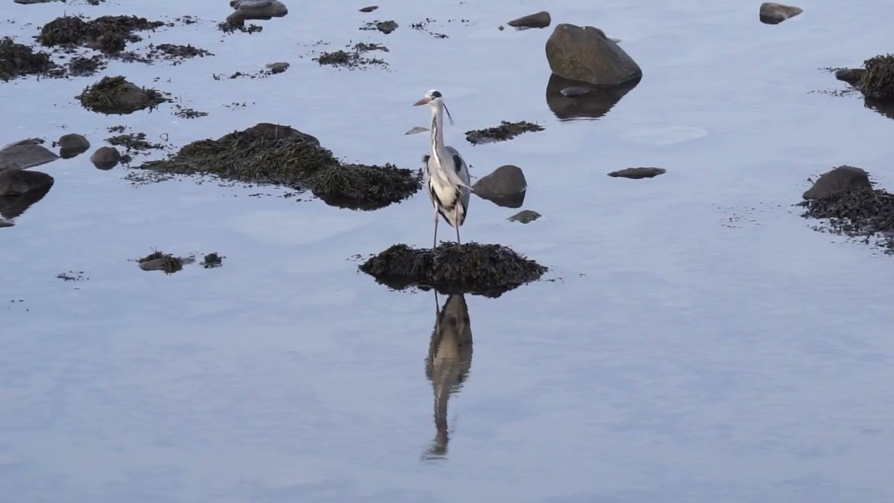 Birds of the Northumberland Coast