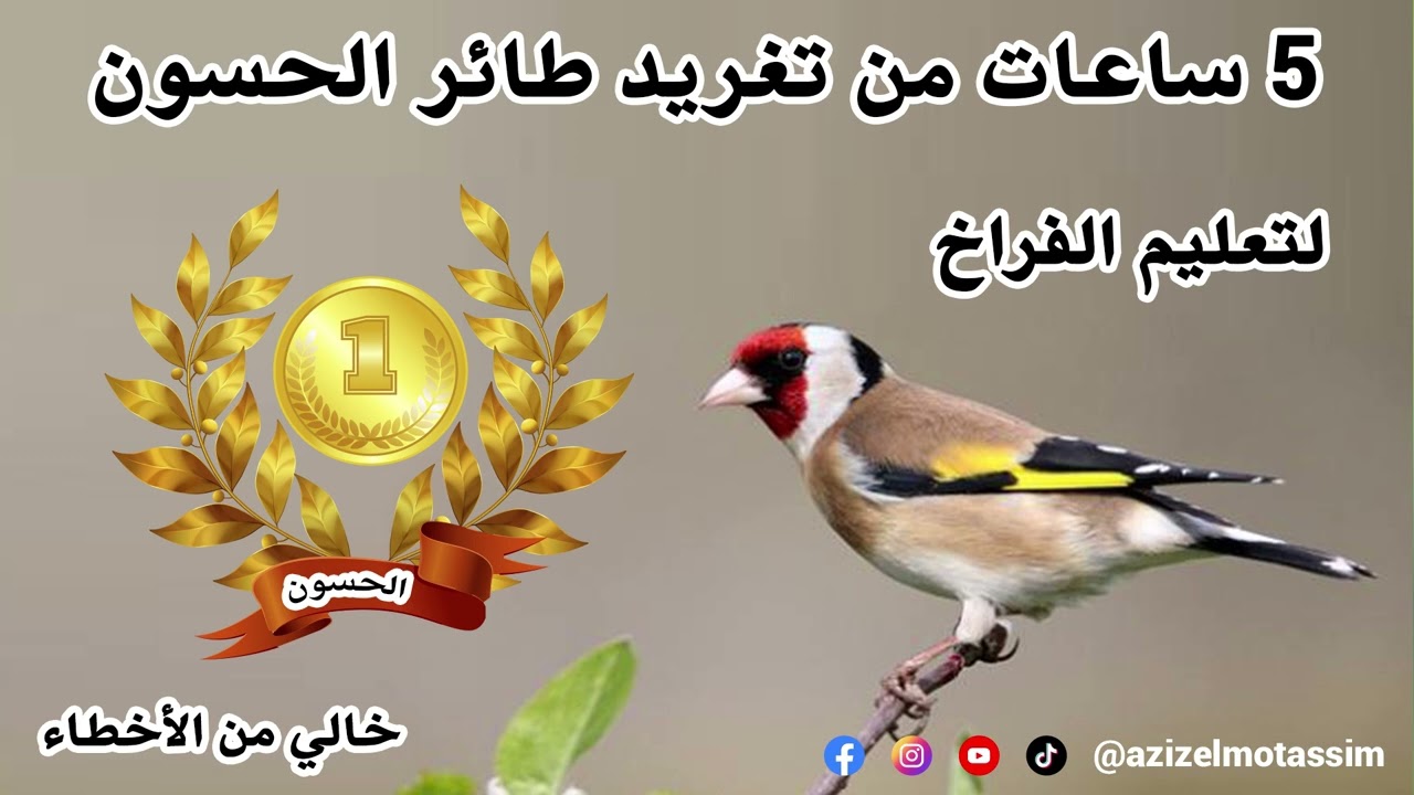 5 ساعات من تغريد طائر الحسون لتعليم الفراخ