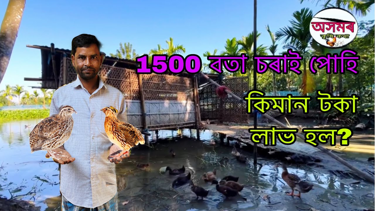 1500 বতা চৰাই পোহি কিমান টকা খৰচ হল ?Assam qual bird Farm| bota sorai farm nagaon | Nagaon qual farm