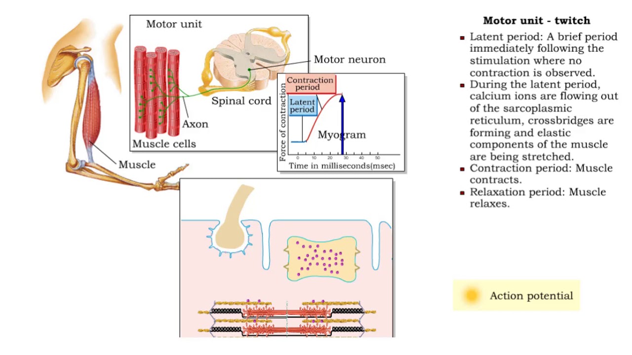 Muscle Twitch and Muscle Tension - Motor unit size and force
