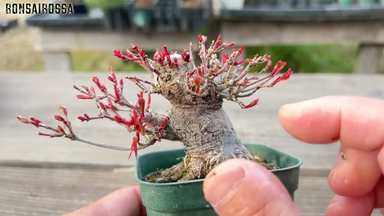 【YMJ11】ついに化粧鉢へ #盆栽 #bonsai