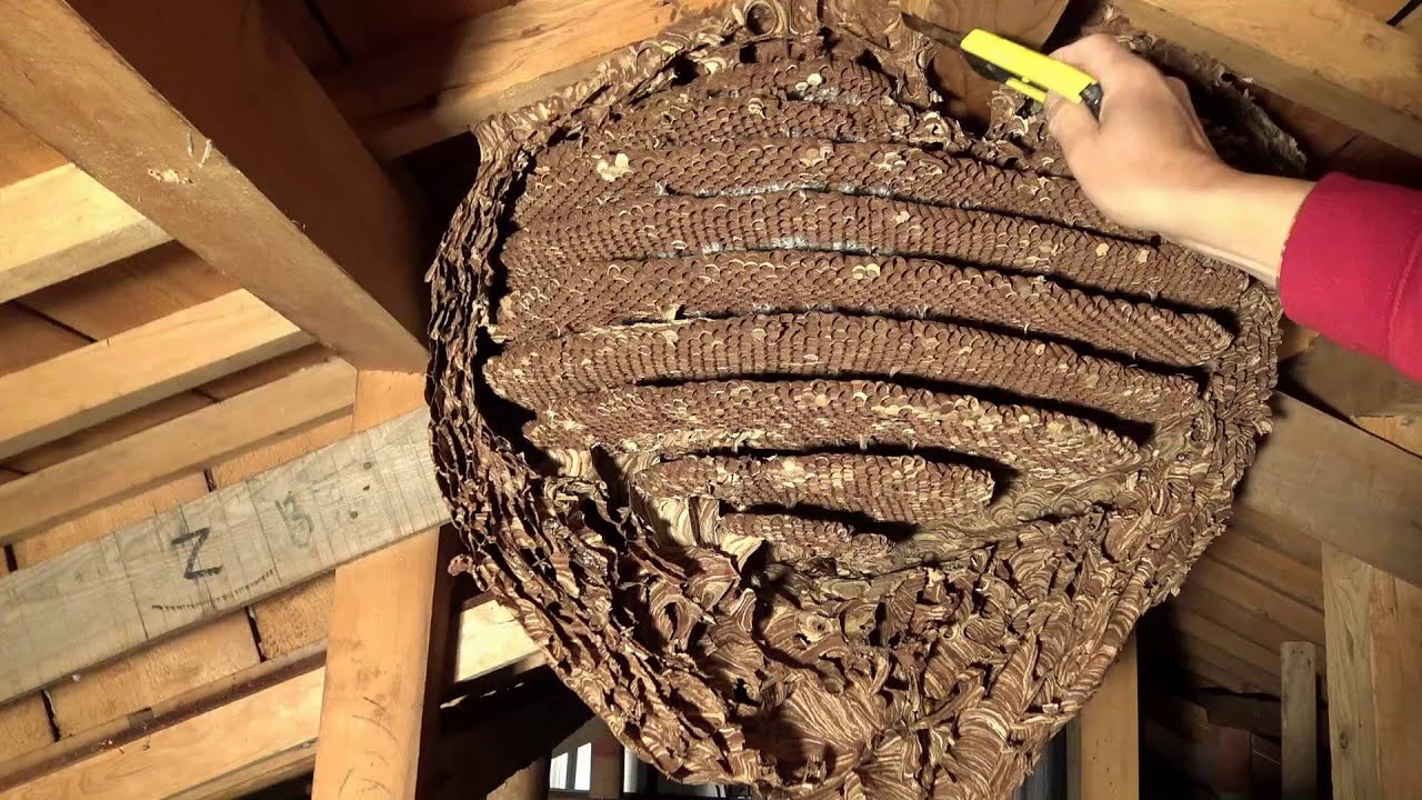 キイロスズメバチの巣の中はどうなっているのか