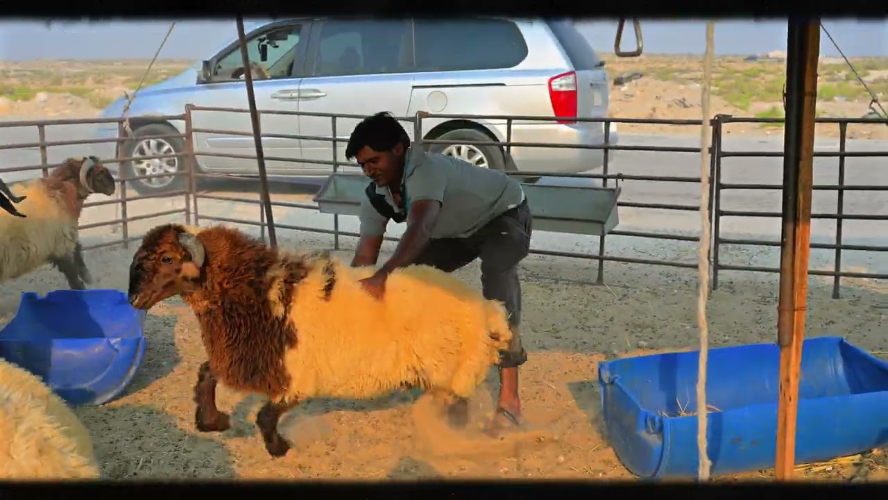 سوق الأغنام بالدمام HDR Dammam Sheep Market