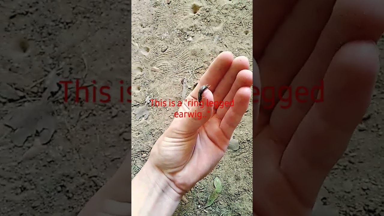 A quite painful ring legged earwig 