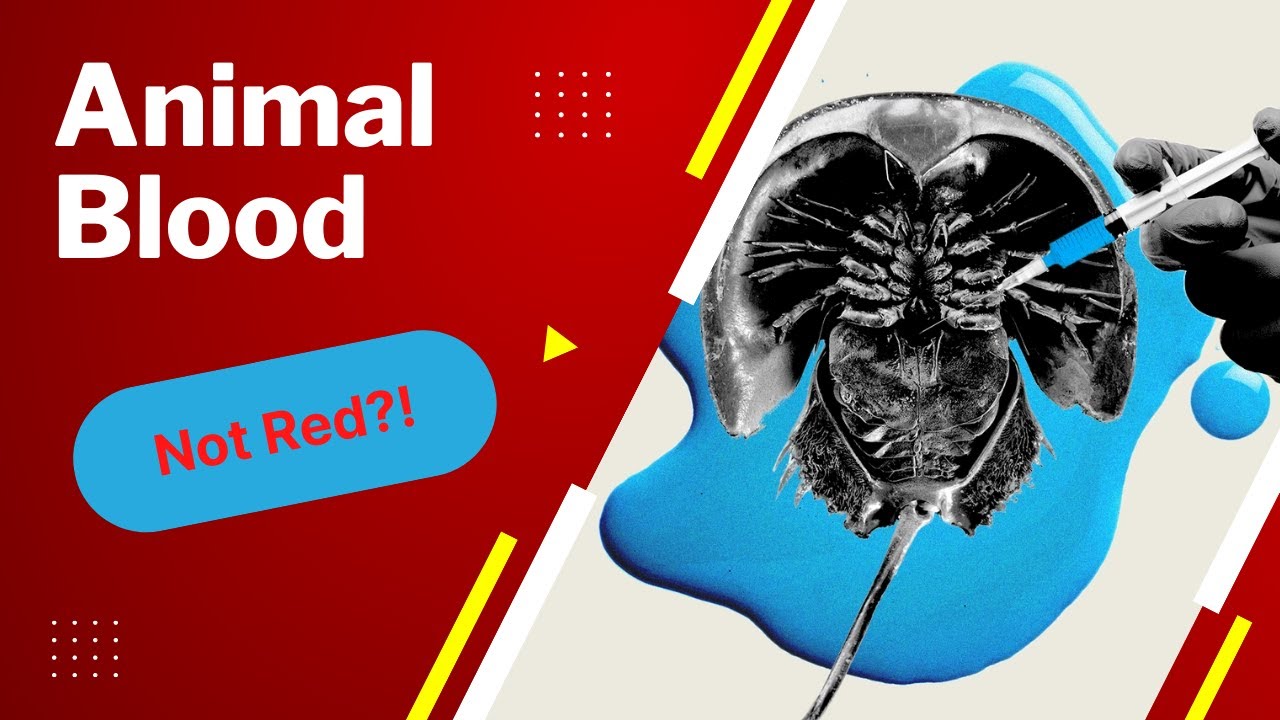 Different Blood Colors in Animals