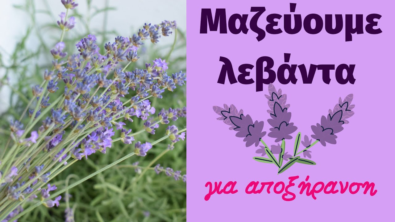 Μαζεύουμε λεβάντα για αποξήρανση από την γλάστρα μας