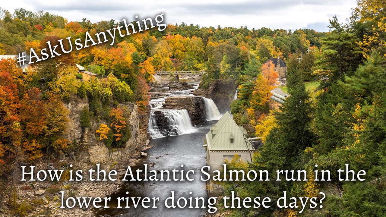 ASK US ANYTHING - How is the Atlantic Salmon run in the lower river doing these days?