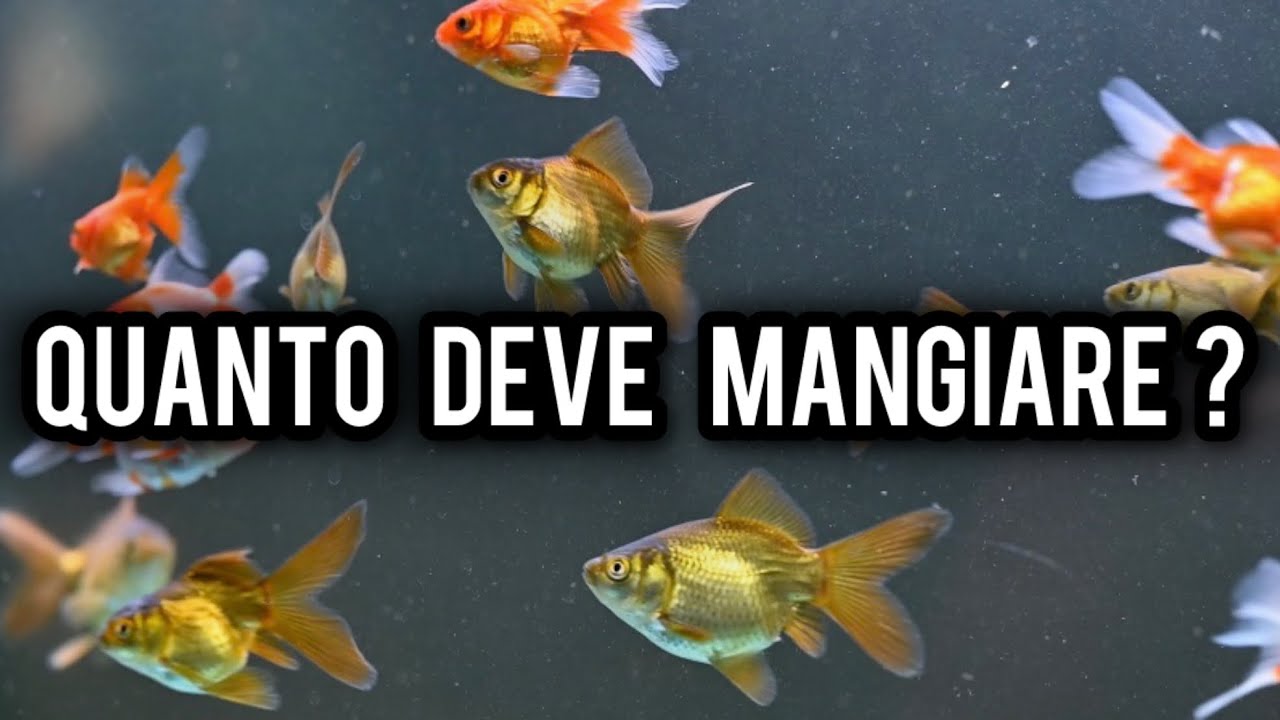 Quanto cibo dare a un PESCE ROSSO ?